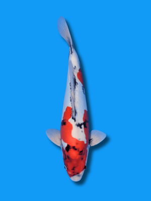 Doitsu Showa | Koi&Co.